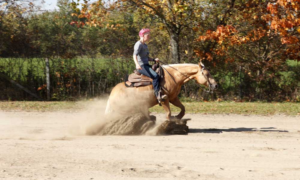 Katona reining horses Gallery pictrure